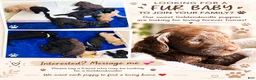 Goldendoodle dogs for sale: Goldendoodle 3 - Ad 5