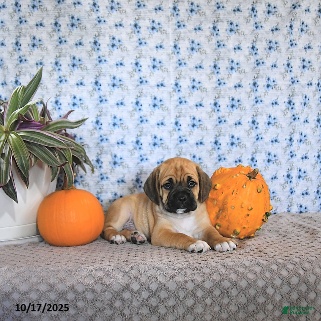 Puggle dogs for sale: Herbo - Ad 12