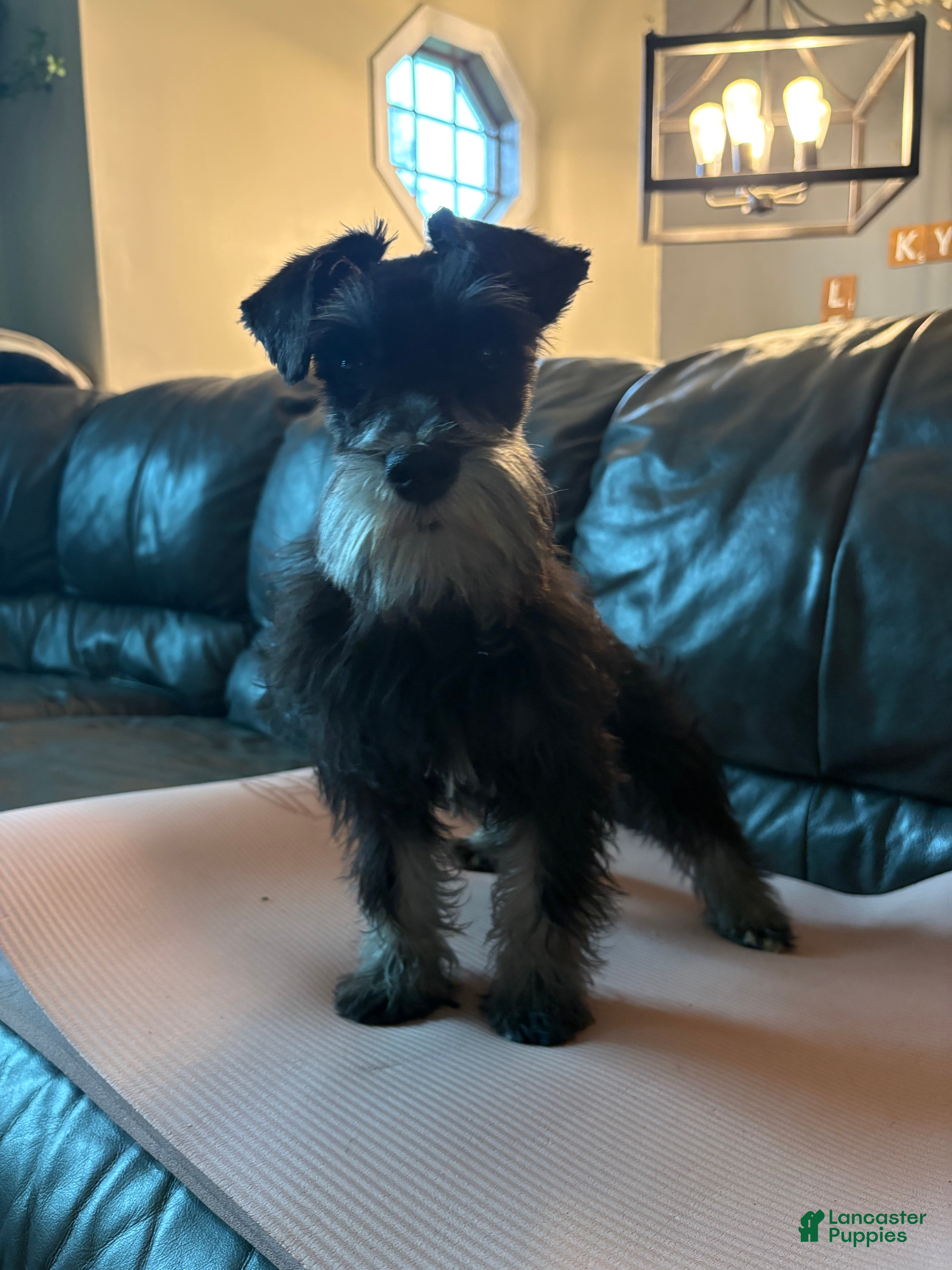 Miniature Schnauzer dogs Cici  - Ad 10