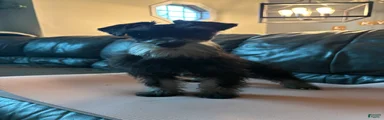 Cici 