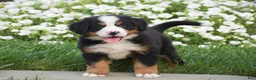 Bernese Mountain Dog dogs for sale: Rex - Ad 1