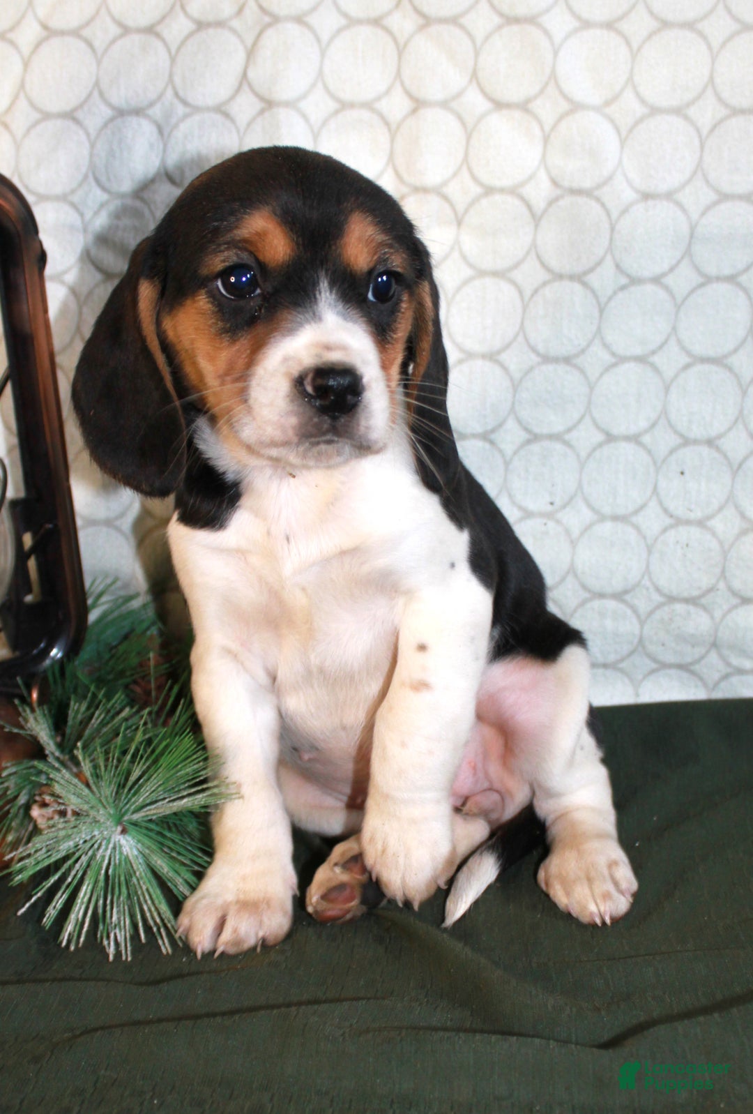 Beagle dogs for sale: Molly - Ad 3