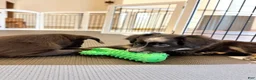 Australian Shepherd dogs for sale: Ozzy - Ad 6