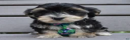 Yorkiepoo dogs for sale: Walter - Ad 5