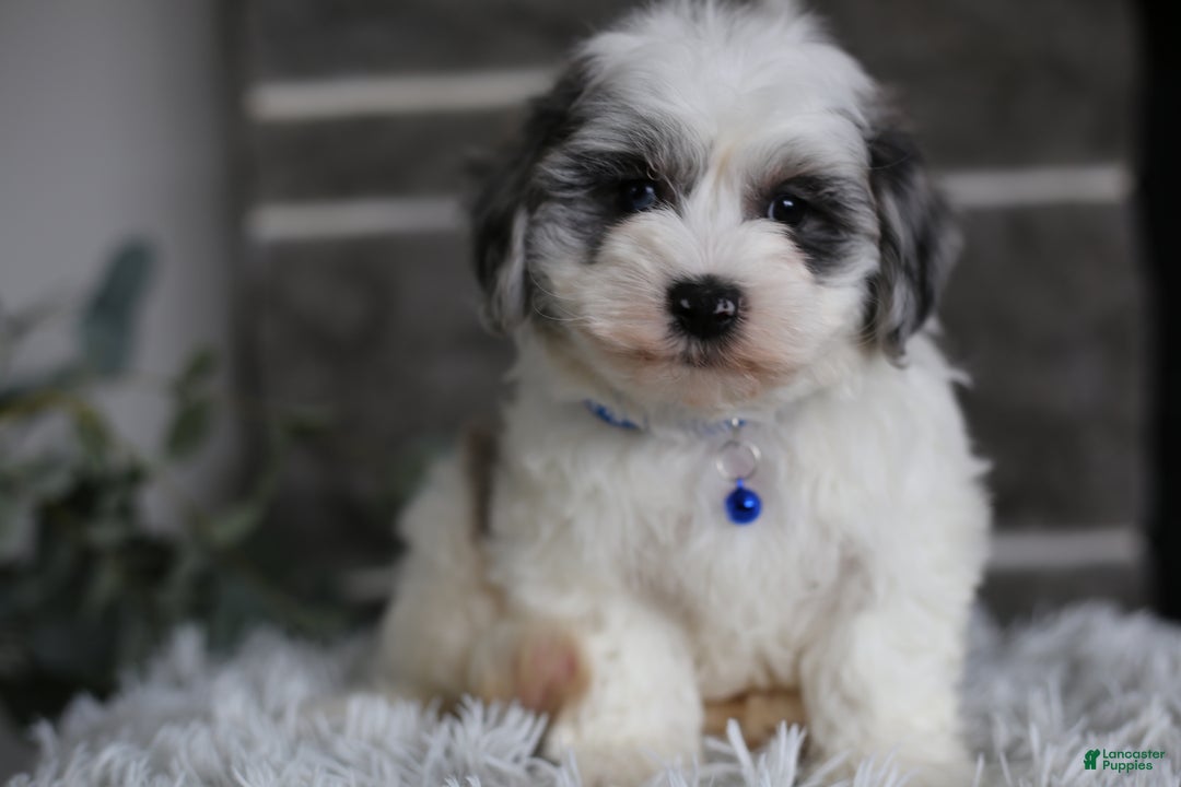 Maltipoo dogs for sale: Chubbs - Ad 6