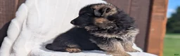 German Shepherd dogs for sale: Zeus - Ad 3