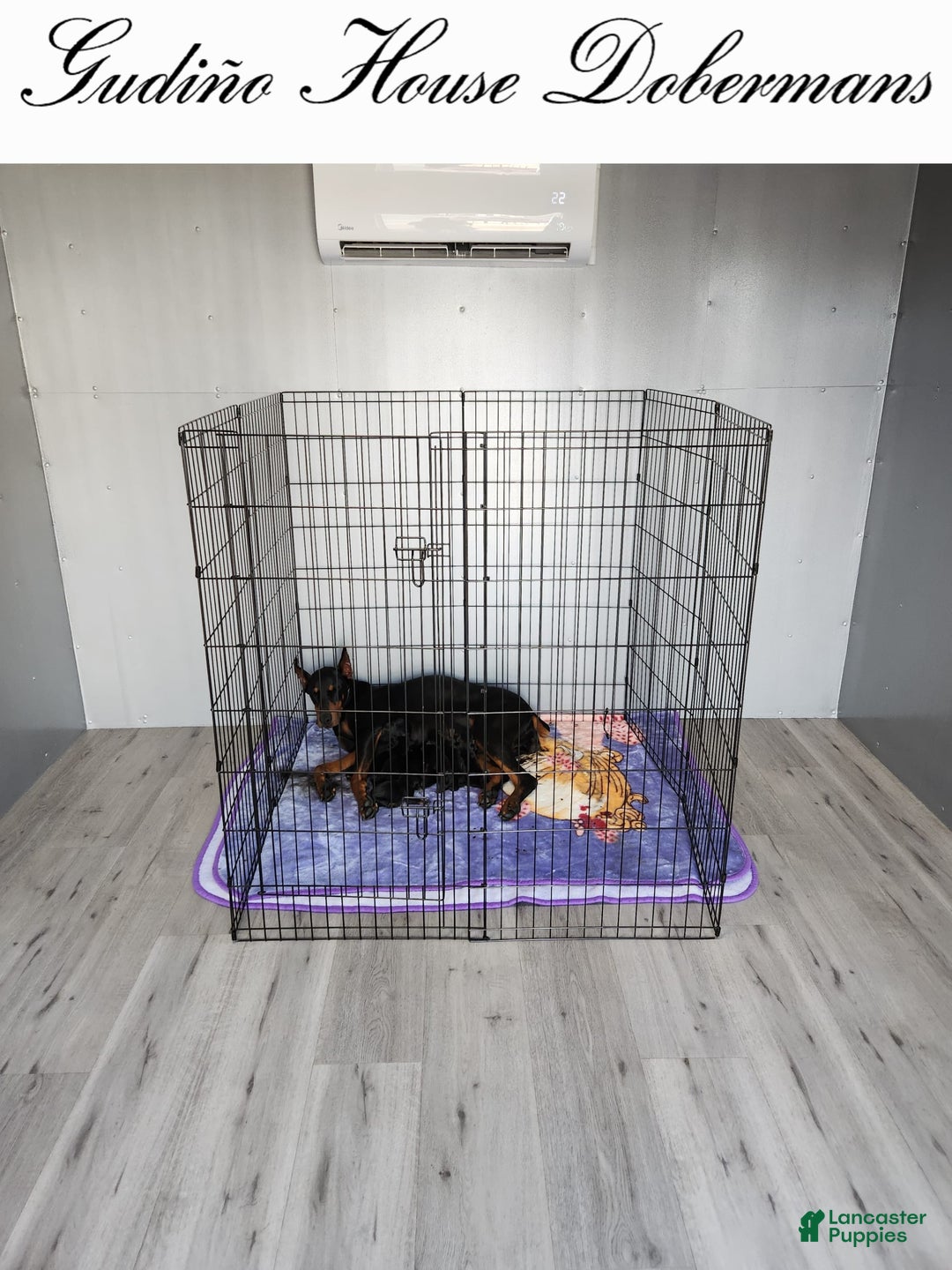 Gallery Image {{count}}