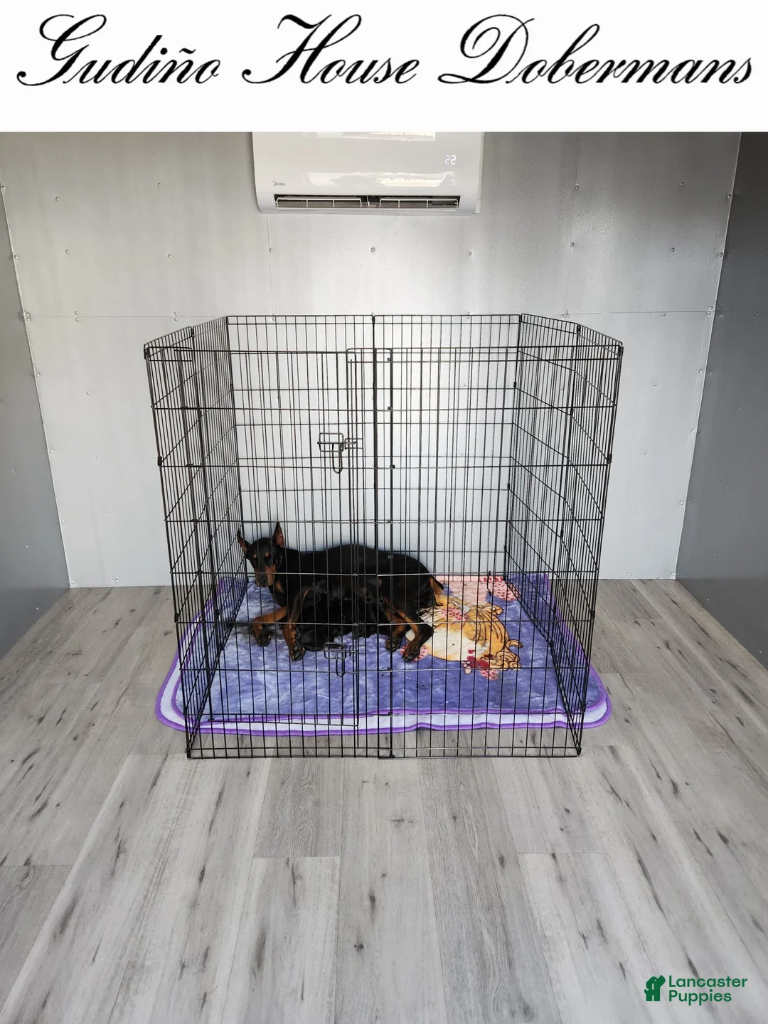 Gallery Image {{count}}