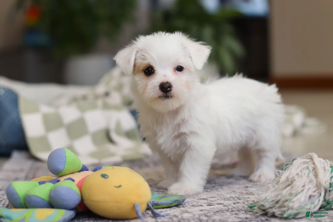 Morkie dogs for sale: Elsa - Ad 7