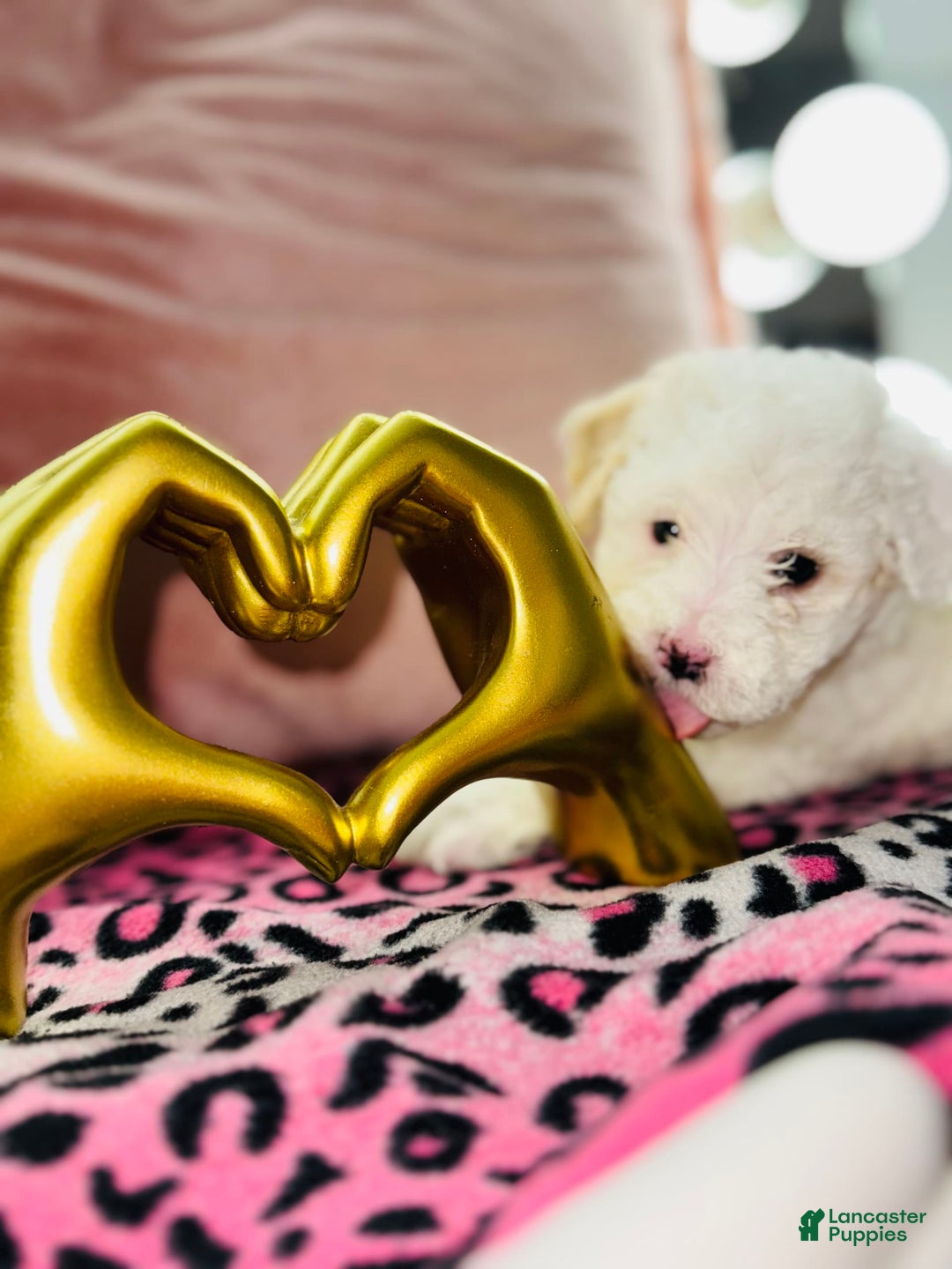 Maltipoo dogs for sale: Daisy - Ad 1