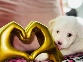 Maltipoo dogs Daisy - Ad 7