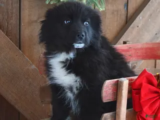 Mixed Breed dogs Cooper - Ad 2