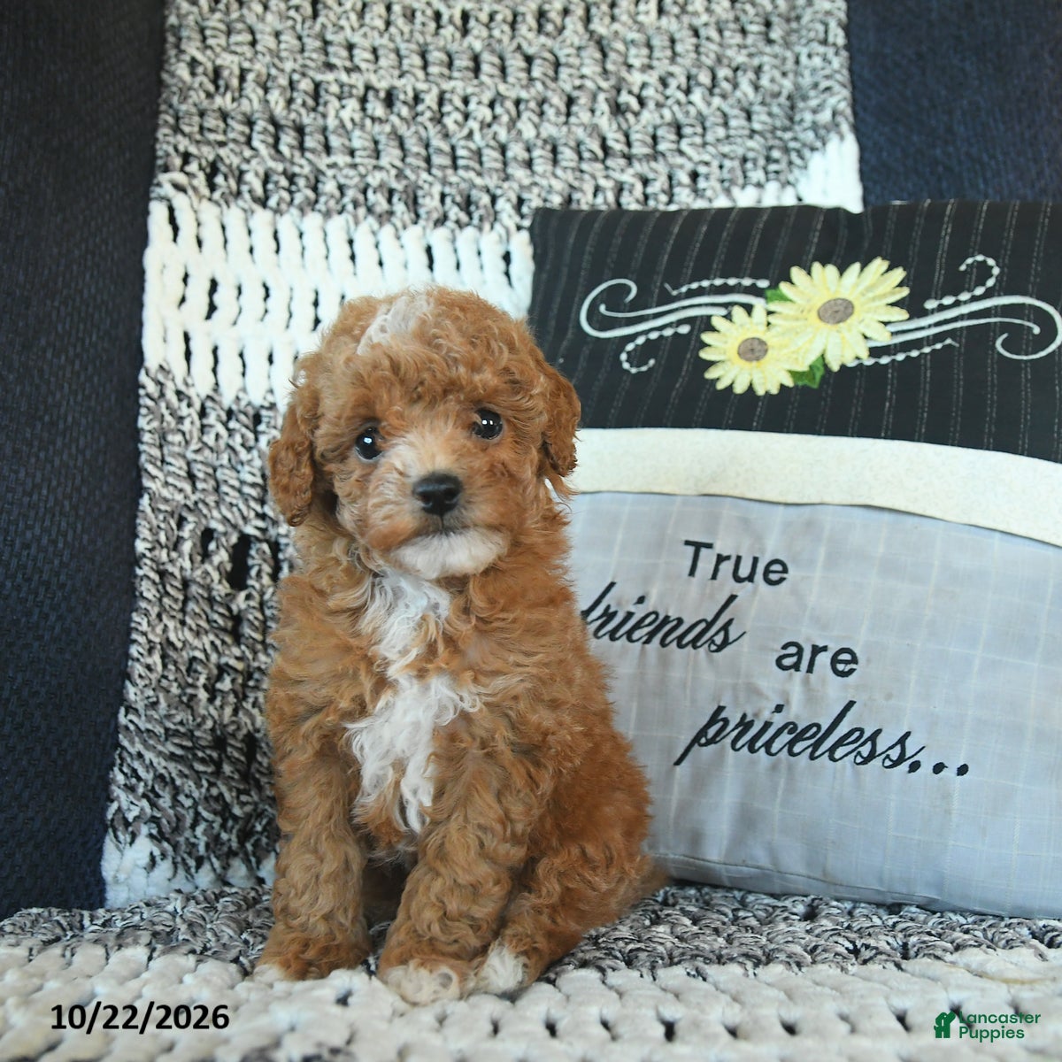 Toy Poodle dogs for sale: Stacey  - Ad 1