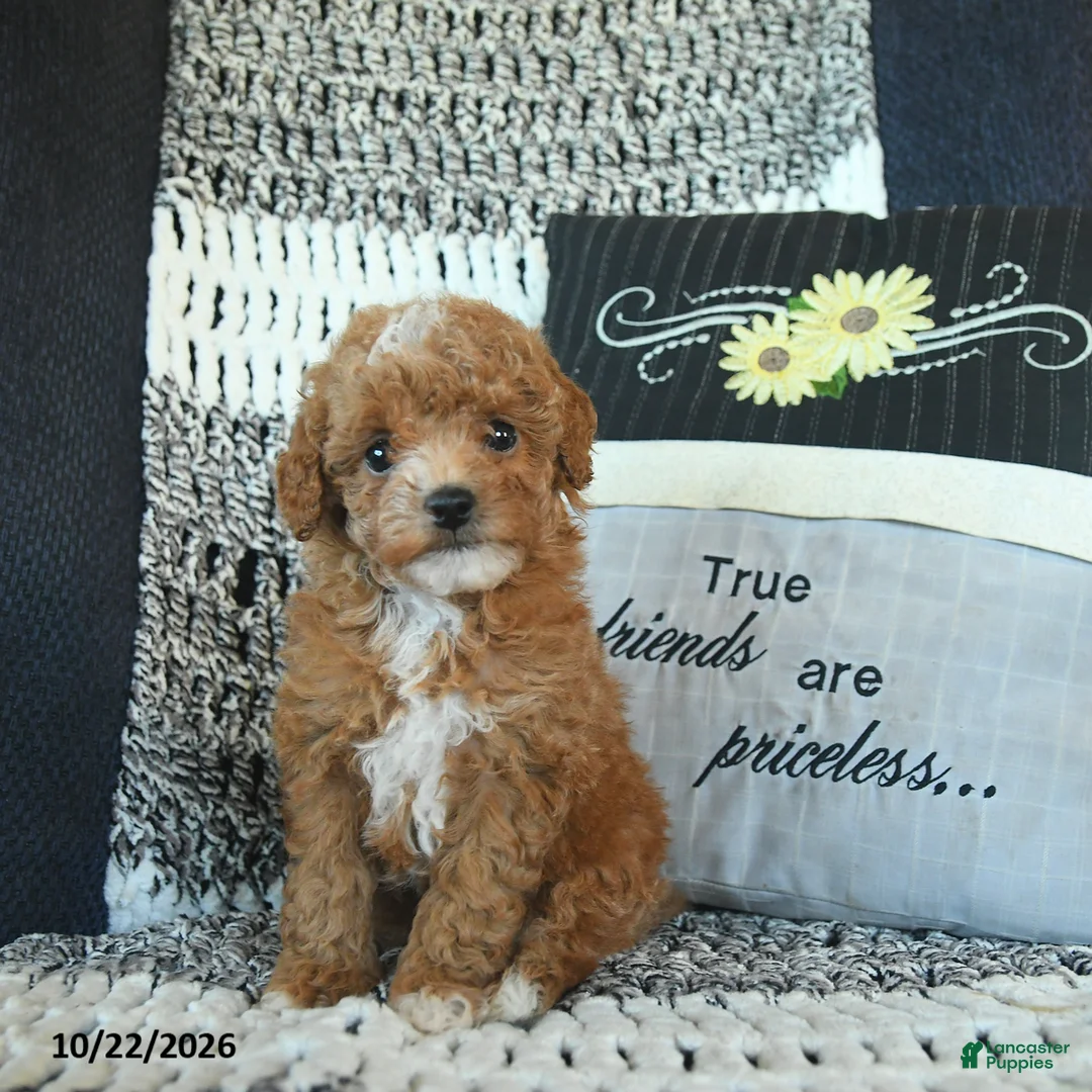 Toy Poodle dogs for sale: Stacey  - Ad 1