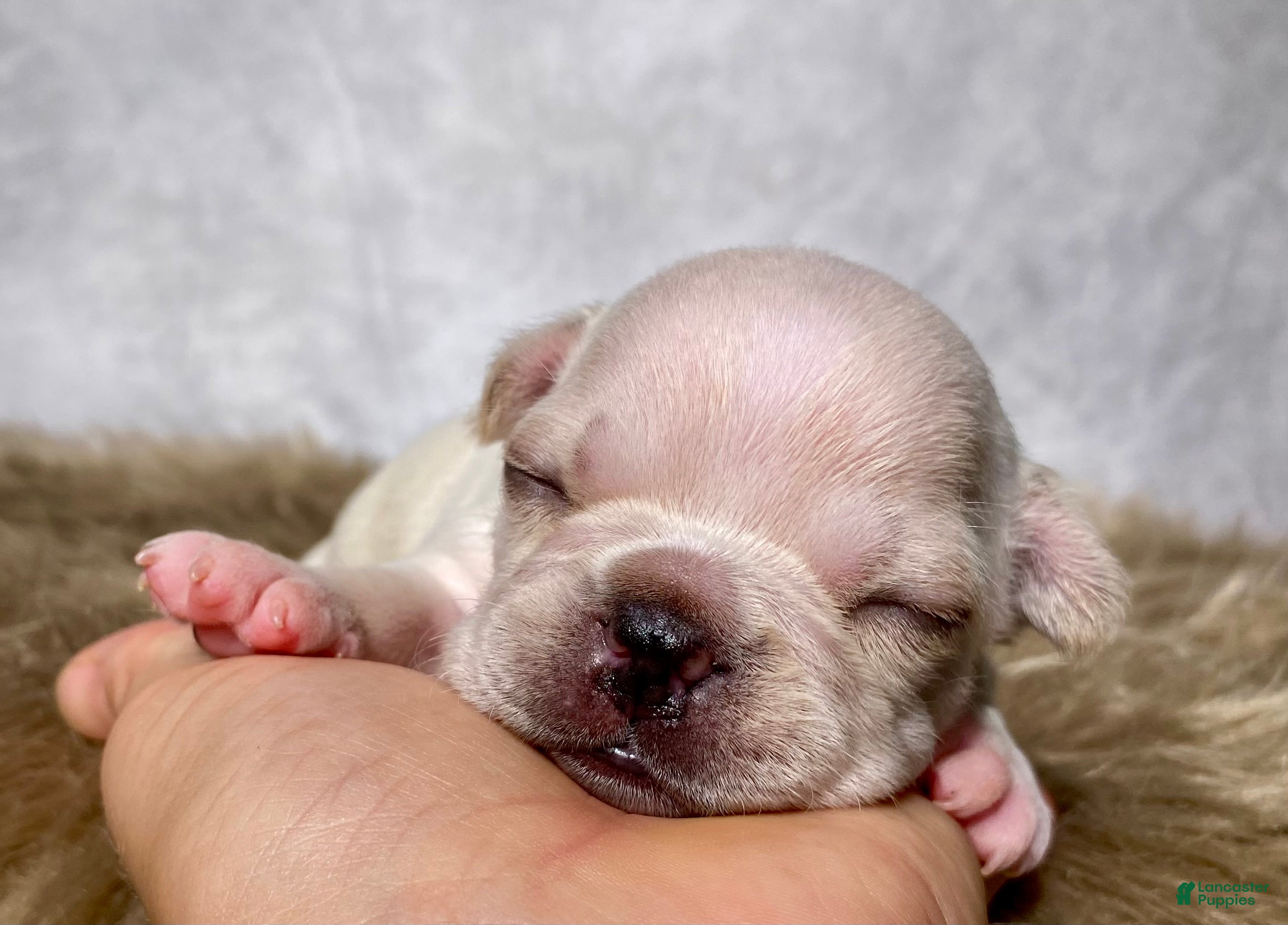 Frenchton dogs Mr. Charlie  - Ad 1