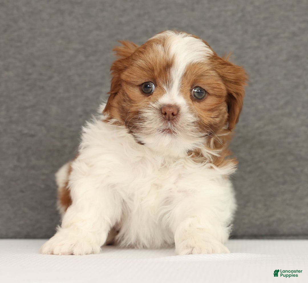 Shih Tzu dogs for sale: Elise - Ad 2