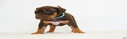 American Bully dogs for sale: American Bully 5 - Ad 4