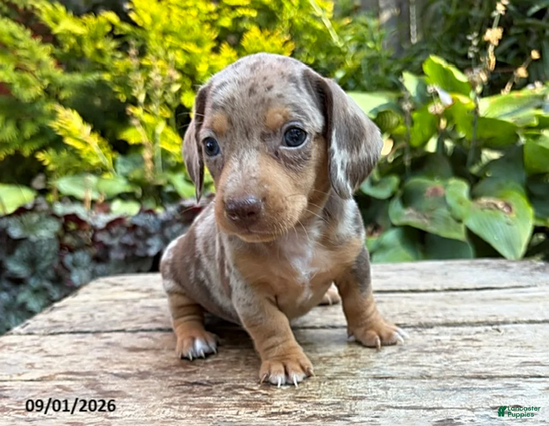 Dachshund dogs for sale: Fizzle - Ad 1