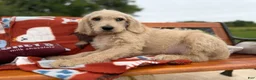Labradoodle dogs for sale: Zuri (Girl) - Ad 4