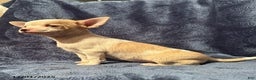 Chihuahua dogs for sale: Billy - Ad 2