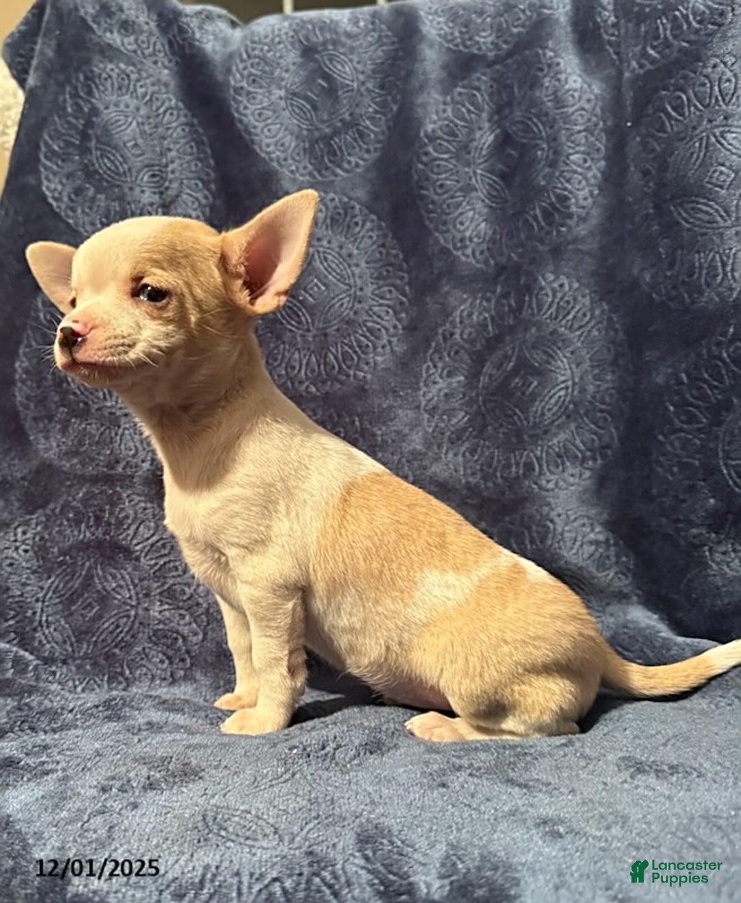 Chihuahua dogs for sale: Billy - Ad 2