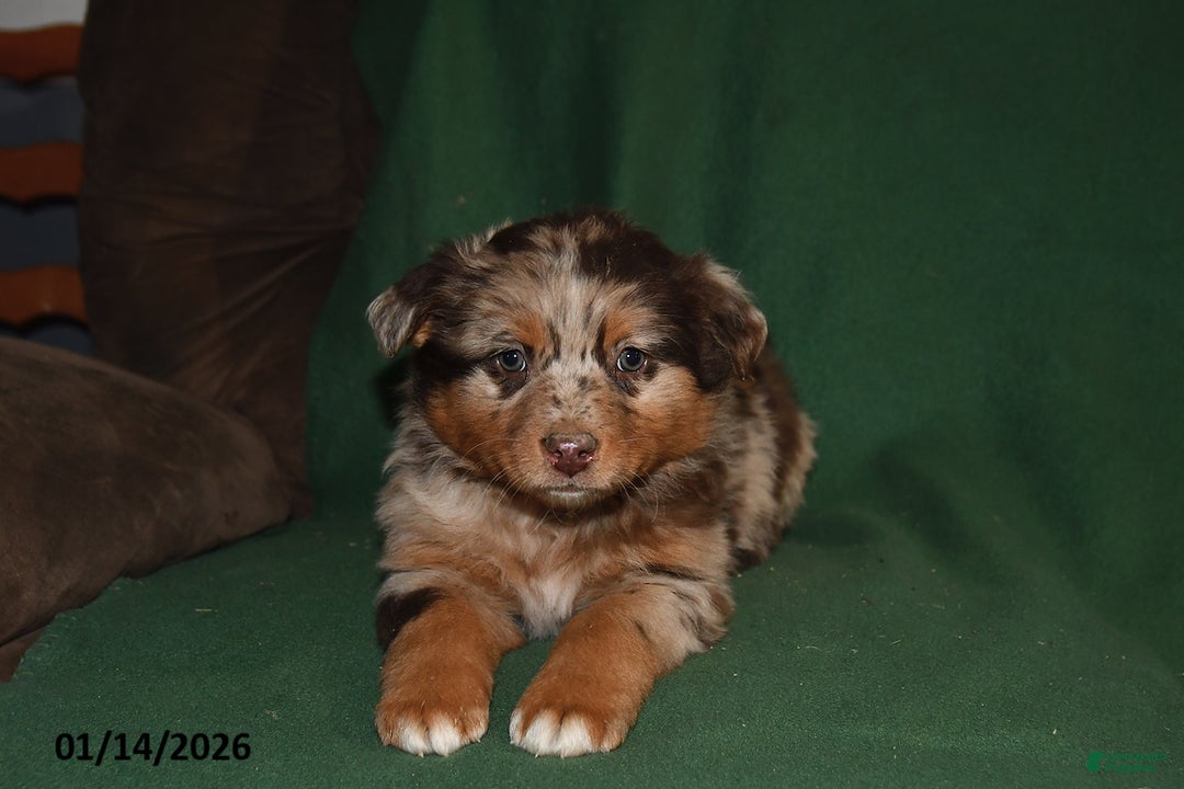 Mixed Breed dogs for sale: Sparky - Ad 2