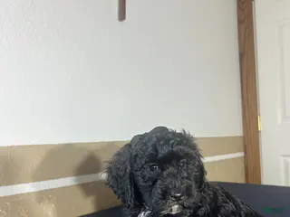 Havapoo dogs for sale: Kandy - Ad 1