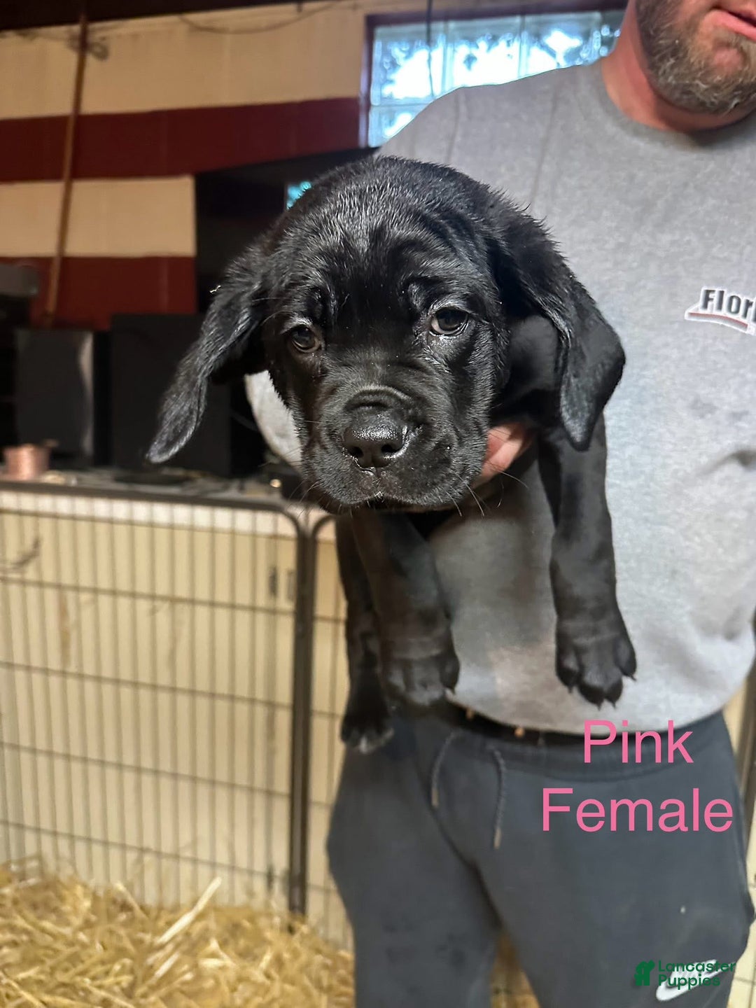Cane Corso dogs for sale: Storm  - Ad 1