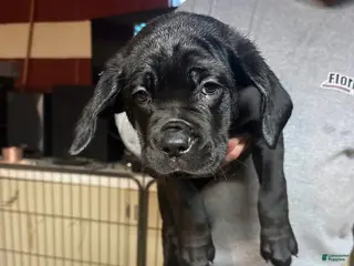 Cane Corso dogs Storm - Ad 14