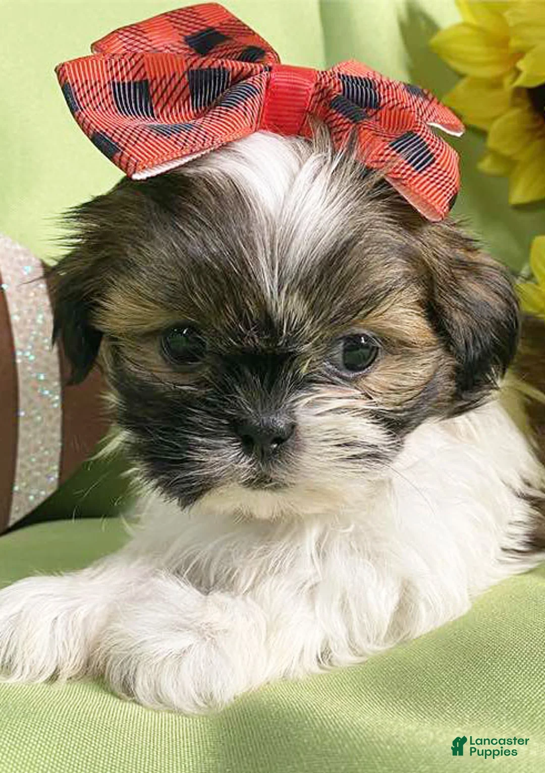 Shih Tzu dogs for sale: Jill - Ad 1