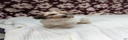 Havapoo dogs for sale: Fern  - Ad 4