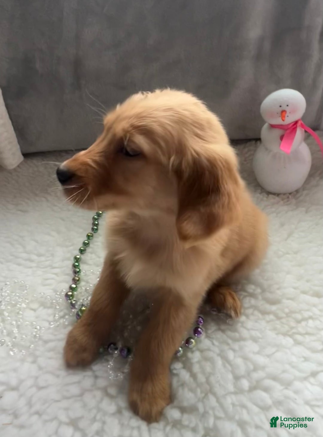 Golden Retriever dogs for sale: Marissa - Ad 4