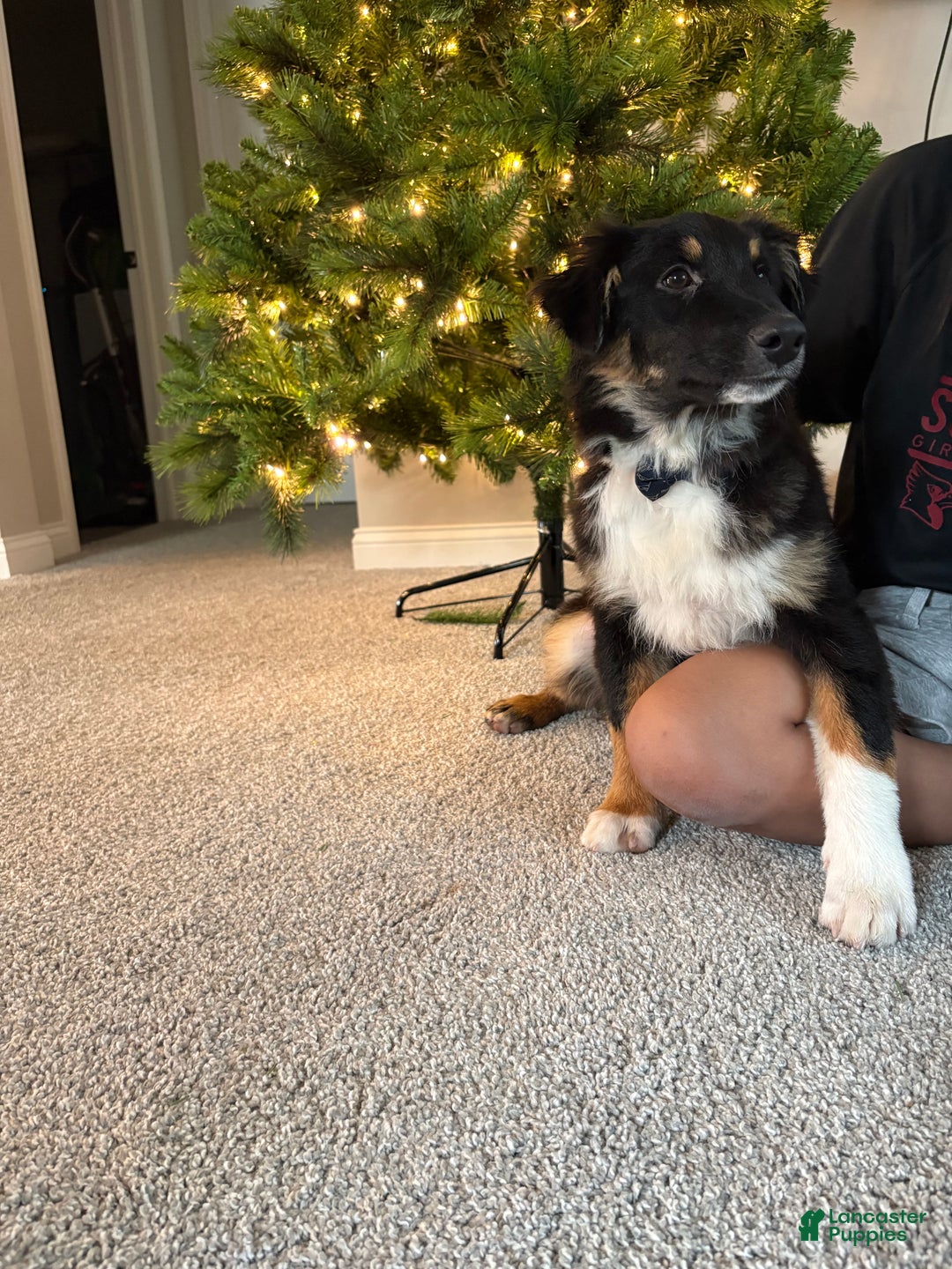 Australian Shepherd dogs for sale: Australian Shepherd Puppy 1 - Ad 2