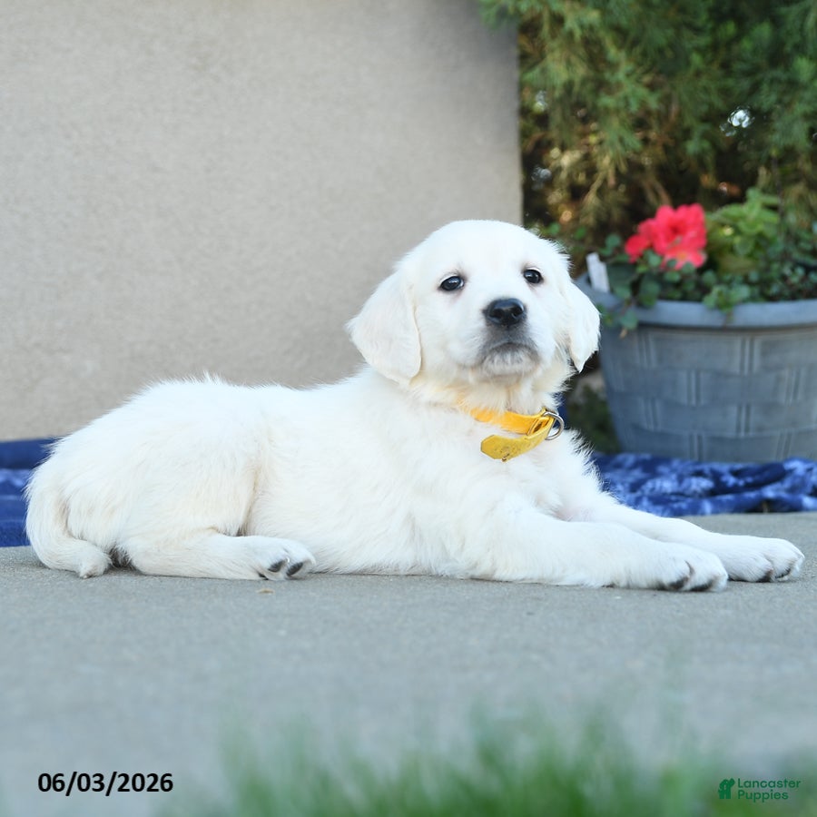 Golden Retriever dogs for sale: Francias - Ad 4