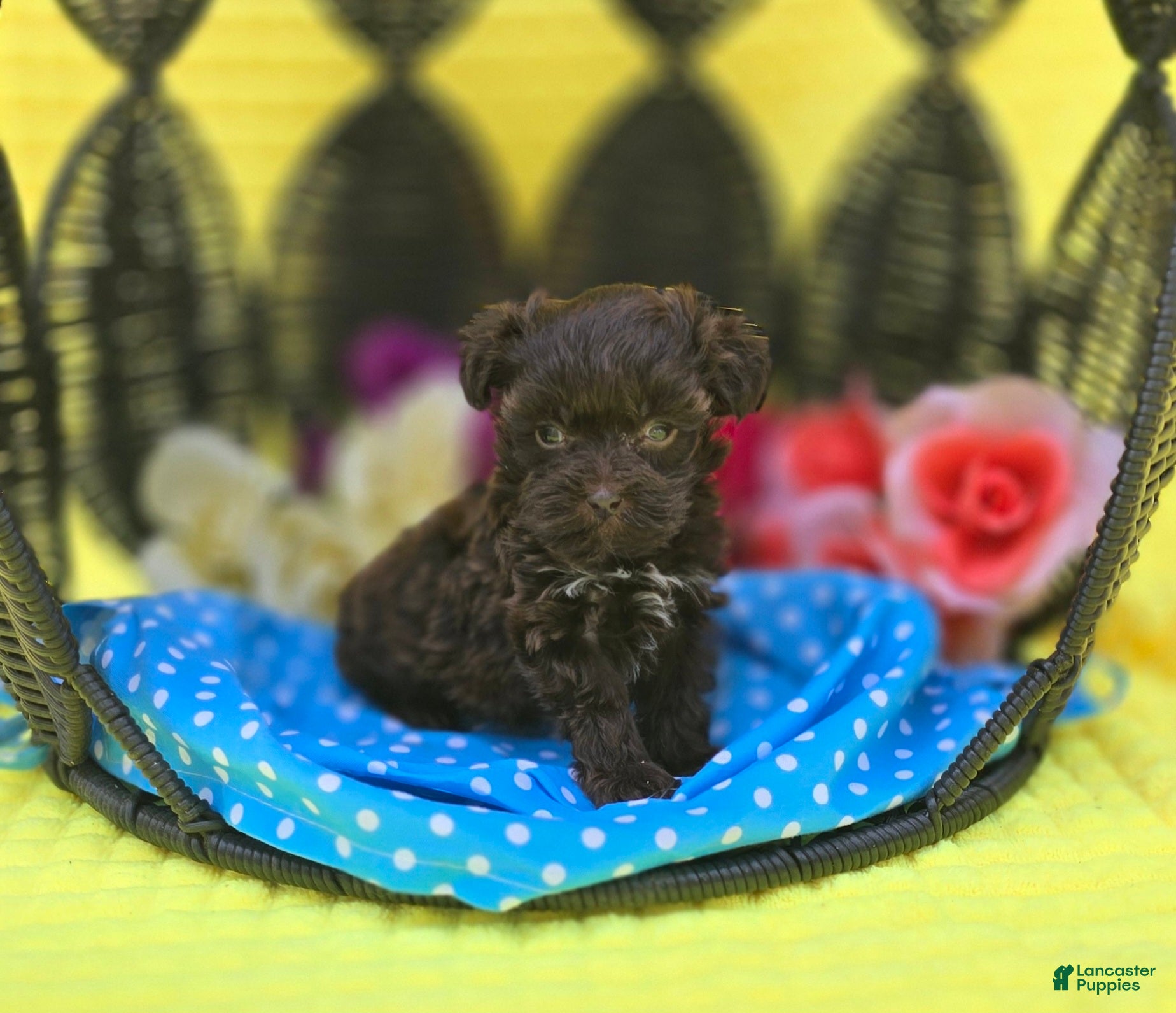 Maltipoo dogs Nuria - Ad 25