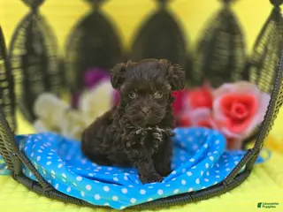 Maltipoo dogs Nuria - Ad 29