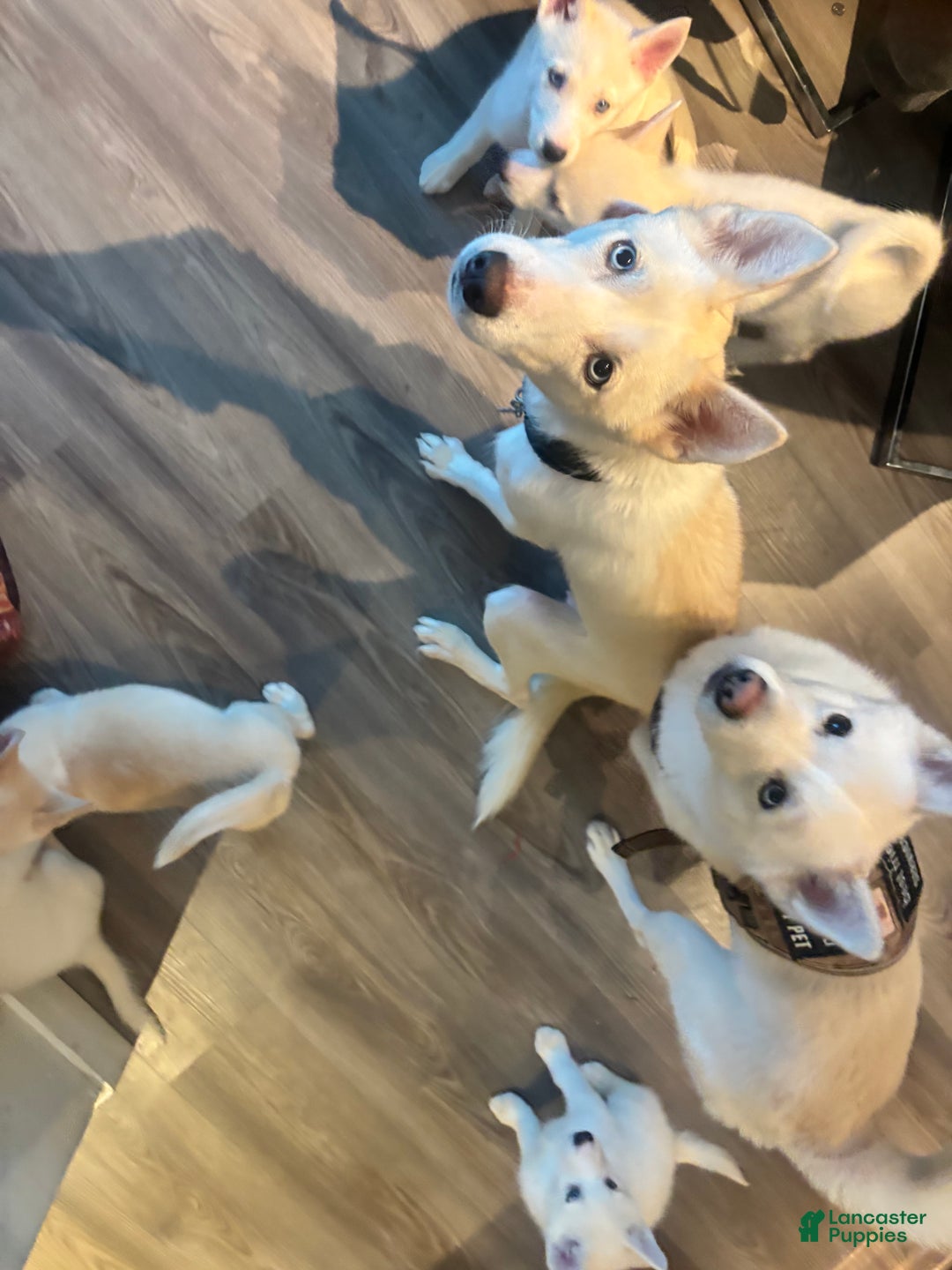 Pomsky dogs for sale: Biscuits  - Ad 14