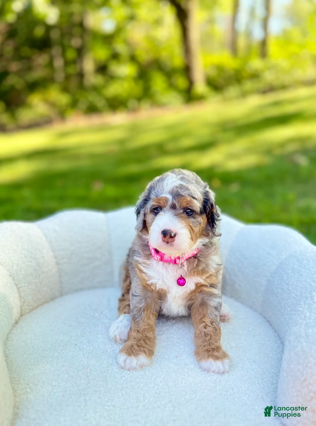 Mini Bernedoodle dogs for sale: Maggie  💖 - Ad 1