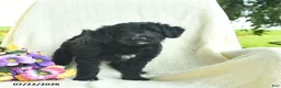 Bordoodle dogs for sale: Dolly - Ad 5