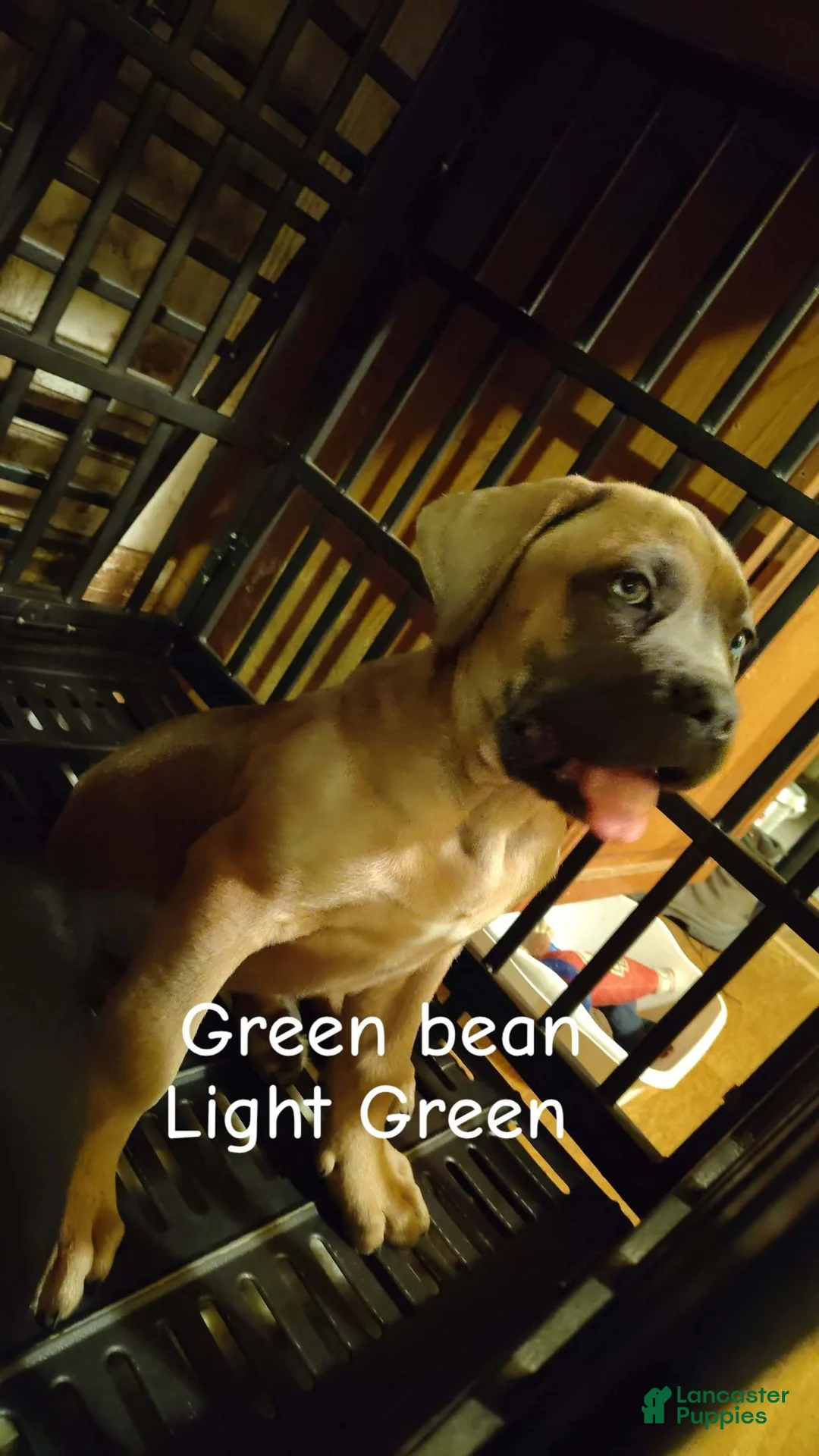 Cane Corso dogs for sale: Cane Corso 3 - Ad 2