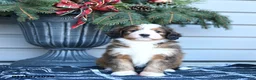 Bernedoodle dogs for sale: Molly - Ad 7