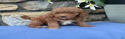 Miniature Poodle dogs for sale: Mabel - Ad 3
