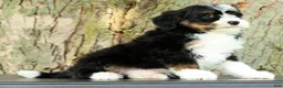 Mini Bernedoodle dogs for sale: Watson - Ad 6