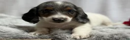 Miniature Dachshund dogs for sale: Marshall - Ad 4