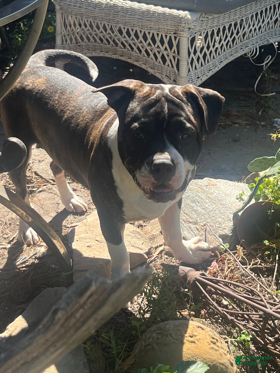 Mixed Breed dogs for sale: undie - Ad 1