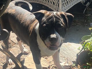 Mixed Breed dogs undie - Ad 41