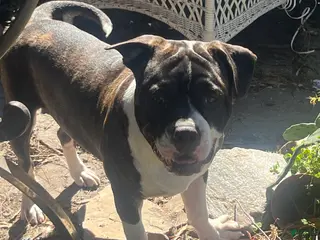 Mixed Breed dogs undie - Ad 40