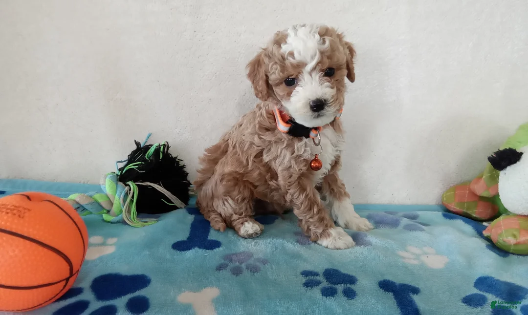 Cavapoo dogs for sale: Peyton  - Ad 1