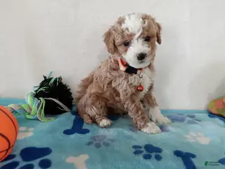 Cavapoo dogs Peyton - Ad 26