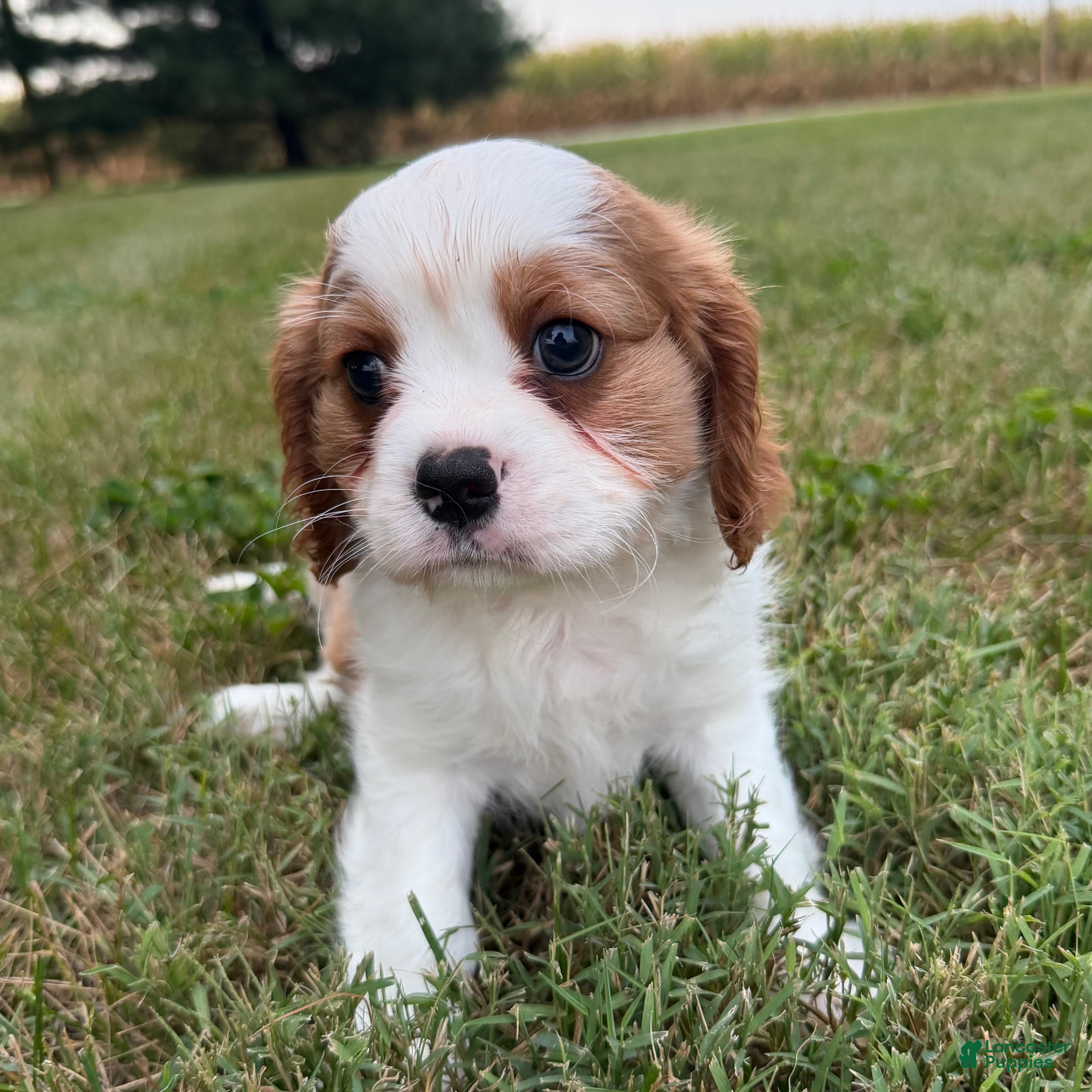 Cavalier King Charles Spaniel dogs Christopher Cavalier King Charles Spaniel  - Ad 1